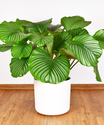 Calathea Orbifolia plant displayed in a white pot