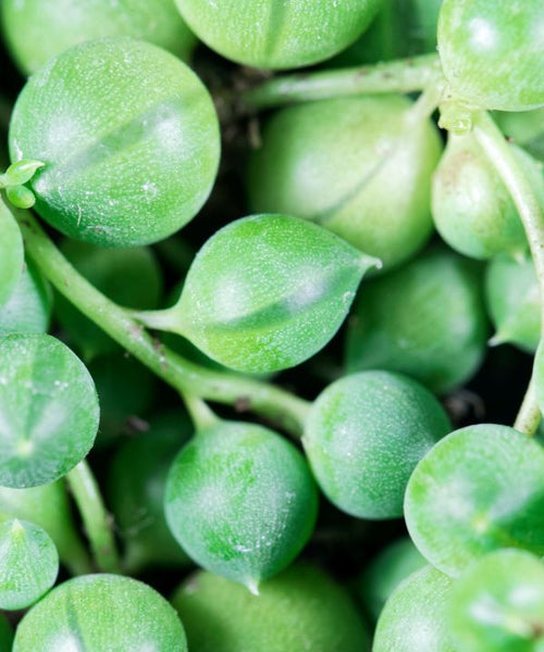 A green trailing plant that has tiny beaded leaves dotted along multi hair-like stems.