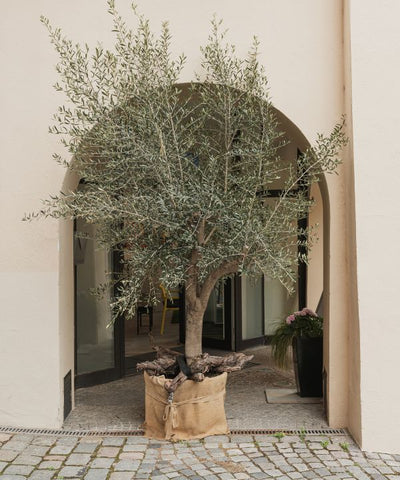 A silver-green Olive Tree growing in a brick courtyard.