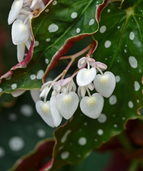 Polka Dot Begonia's powder white heart-shaped flowers.