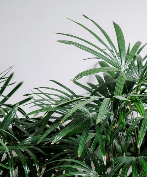 This plant features stunning fan-shaped leaves and slender stems reminiscent of bamboo.