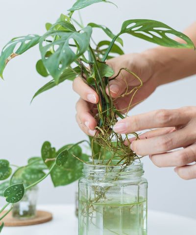 Propagating plants with water
