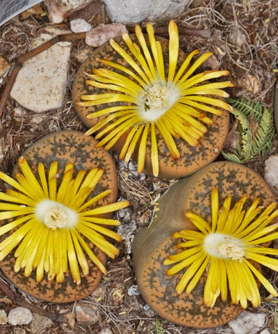 Living Stones (Lithops) in various colours and patterns