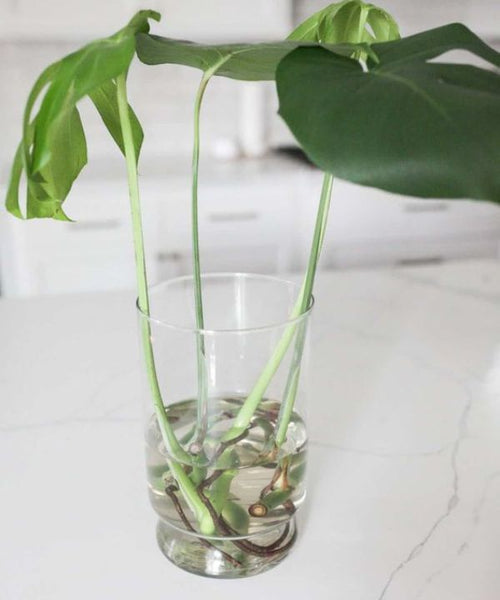 Young Monstera plant growing in a clear glass vase.
