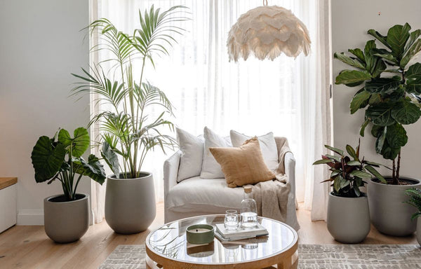 Potted indoor plants provide a pop of colour and texture to a modern and minimalist decor home.