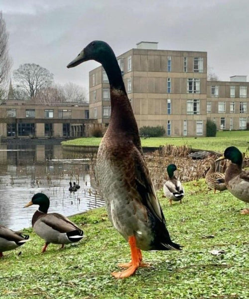 Long Boi the Towering Duck.