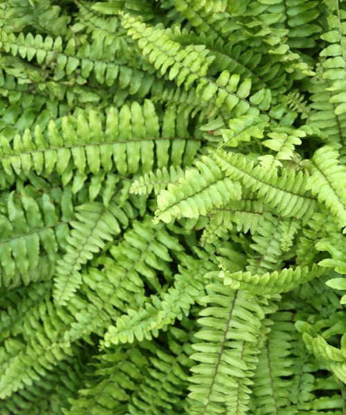 A cluster of fern leaves.