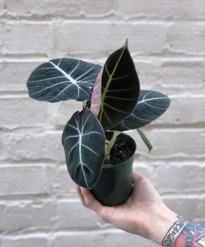 Baby Alocasia Black Velvet plant in a pot.