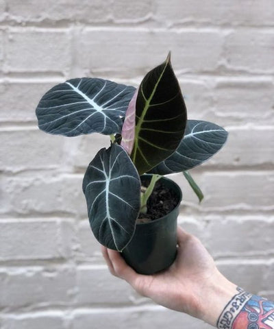 Small Alocasia Black Velvet plant with delicate leaves growing in a pot.