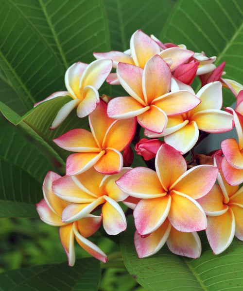 Frangipani