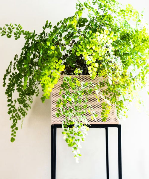 Hundreds of tiny green leaves feather out from fine black stems, cascading over a plant stand.