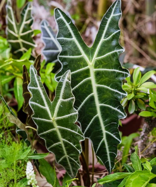A dark green dragon-headed-shaped leaf with a pale-yellow vein pattern along the face.