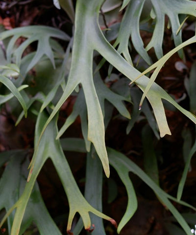 Staghorn Fern