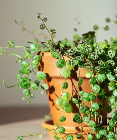 String of Turtles (Peperomia prostrata) is a unique and captivating houseplant