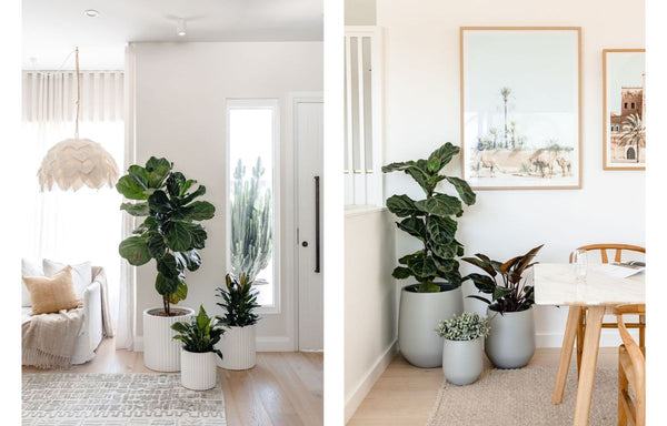 The Fiddle Leaf Fig Tree compliments various other indoor plants but makes an impressive statement piece to any interior.