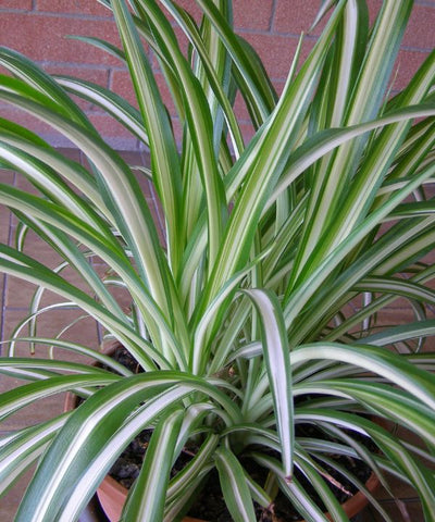 A bushy plant with long strap shaped leaves with vertical dark and light green stripes.