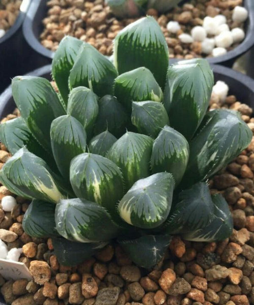Dark green plump rosette succulent with white frosted tips. 