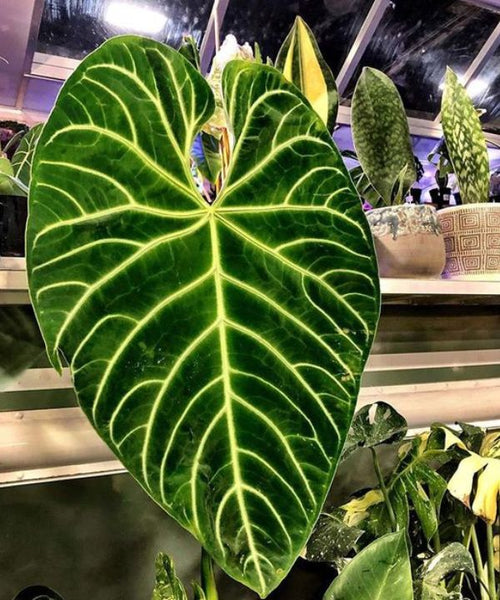 Anthurium Regale