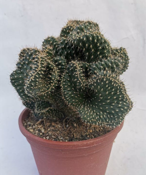 A dark green organ-looking succulent with cream-coloured spots and a spiky texture. 