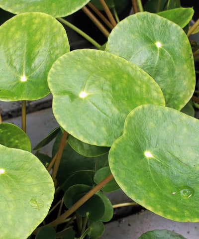 Open pancake-shaped green leaves that have a central white dot where the stem produces underneath.