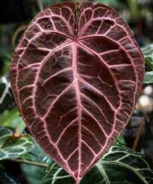 Anthurium Magnificum x Crystallinum