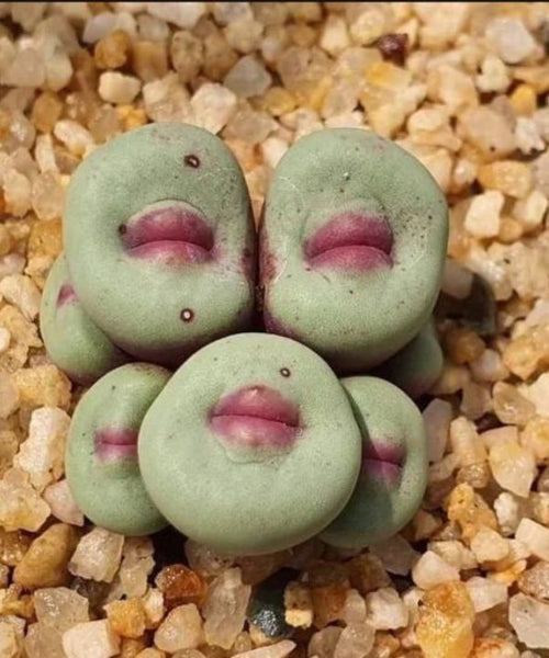 A light-green stone-shaped succulent with deep purple indentations that look like lips.