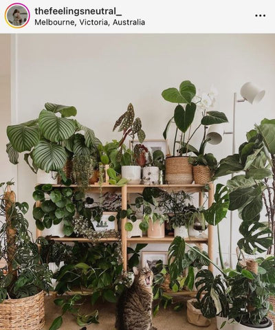 @thefeelingsneutral showcases a simple wooden bookshelf covered in healthy indoor plants of all different varieties.