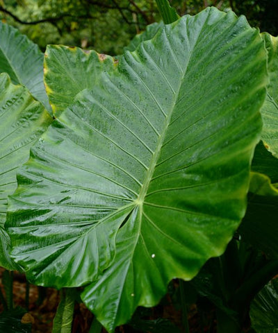 Elephant Ear (Colocasia spp.)