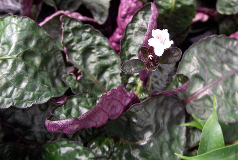 Hemigraphis Alternata Plant with a tiny white flower.