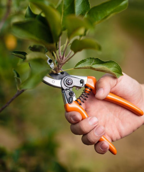 Pruning a tree