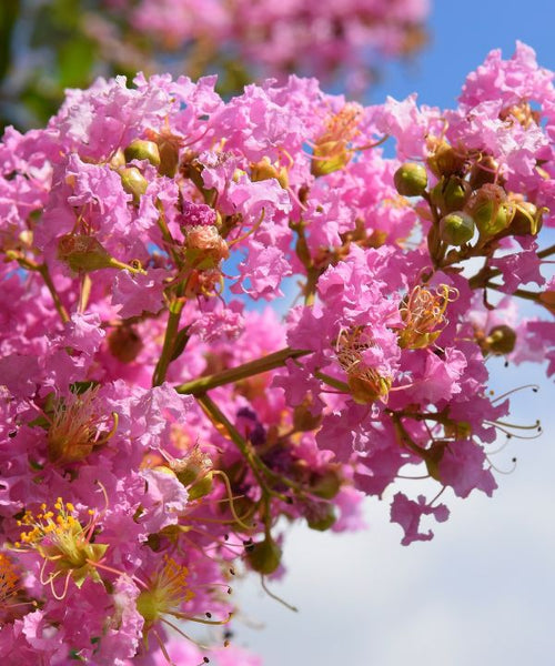 Crepe Myrtle