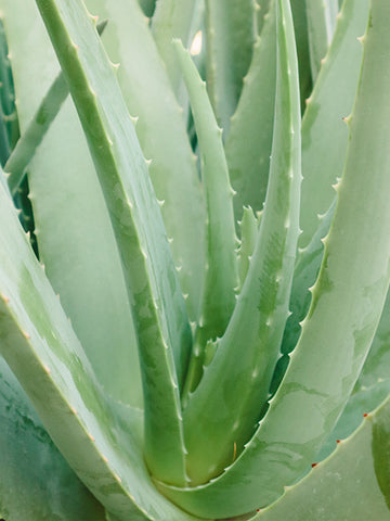 Thick rosette shaped pointed leaves of an Aloe Vera.