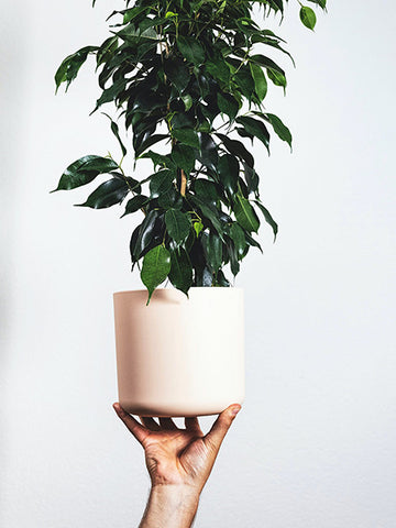 Weeping Fig Tree in a pot perfect for indirect sunlit bathrooms.