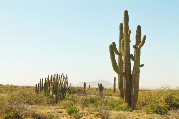 A Saguaro cactus in the desert