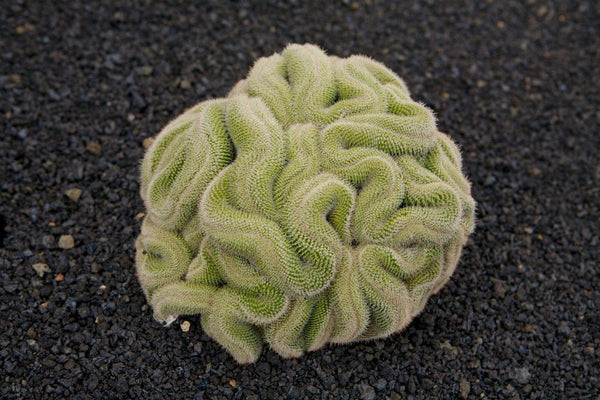 Brain Cactus