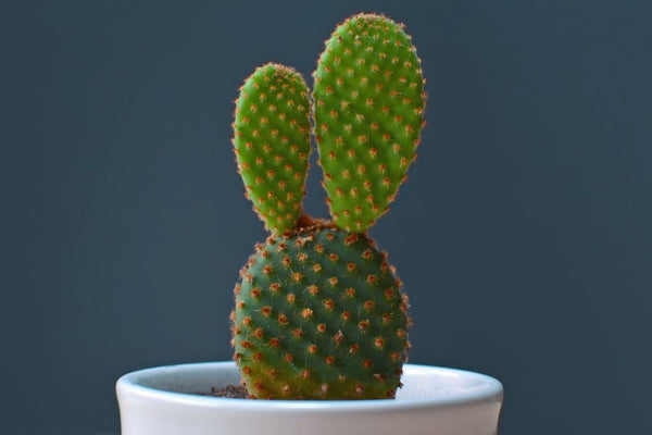 Bunning Ears Cactus in garden pot