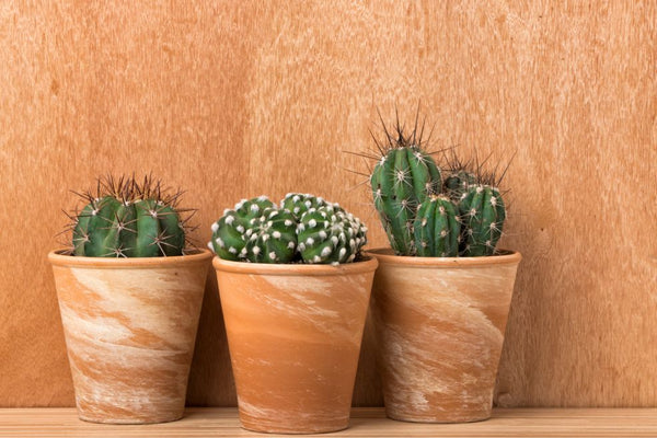 Three cactus in terracotta garden pots