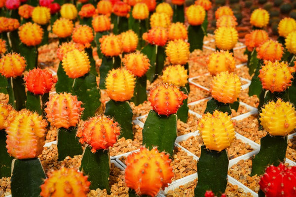 A group of Chin Cacti