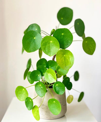 Chinese Money Plant with distinctive round leaves