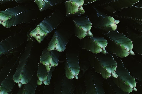 Close up of cowboy cactus foliage