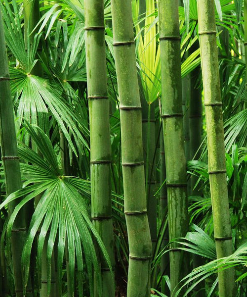 Bamboo