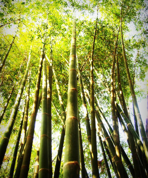 Bamboo growing in a forest
