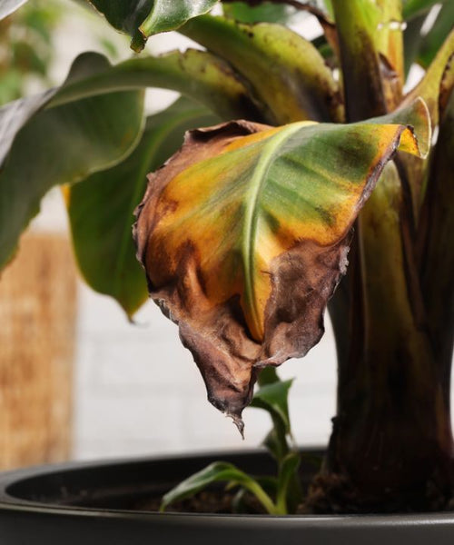 yellow, wilting leaves on a plant