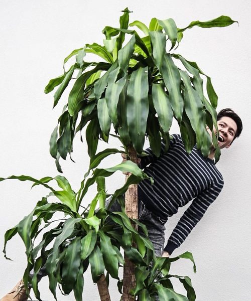 Dracaena fragrans Massangeana - Happy Plant with glossy, yellow-striped leaves