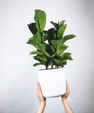 Two stemmed Fiddle Leaf Fig tree provides a pop of colour and visual interest against a white back wall and pot.