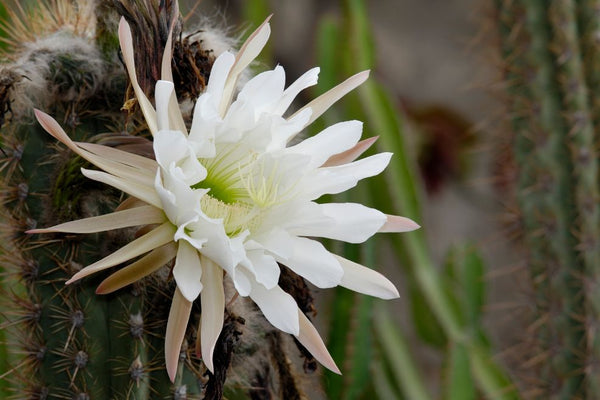 Fishbone Cacti