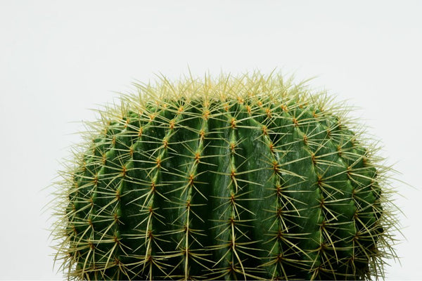 Spikey golden barrel cactus