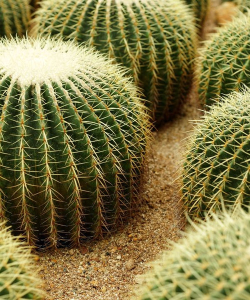 Golden Barrel Cactus