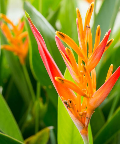 Heliconia 'Hot Rio Nights'