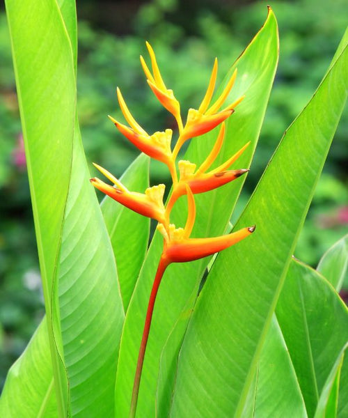 Heliconia 'Hot Rio Nights'